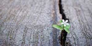 plant-300×150 plant-300x150